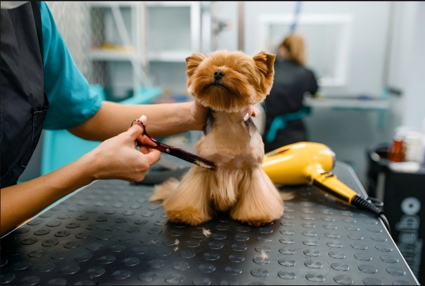 Training your dog not to be afraid of the vet or groomer
