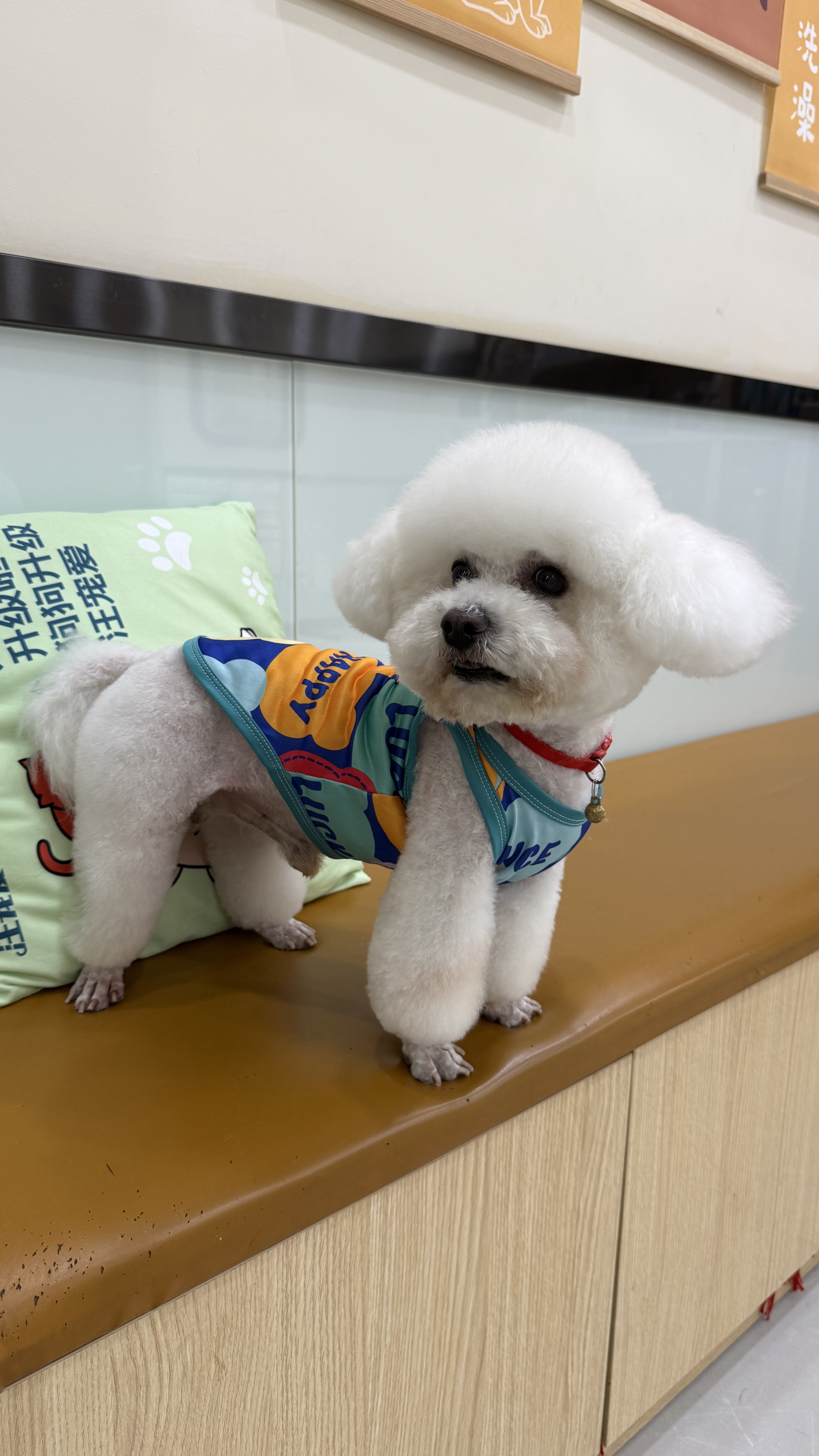 10 essential skills every dog ​​should learn—you can practice them right at home!