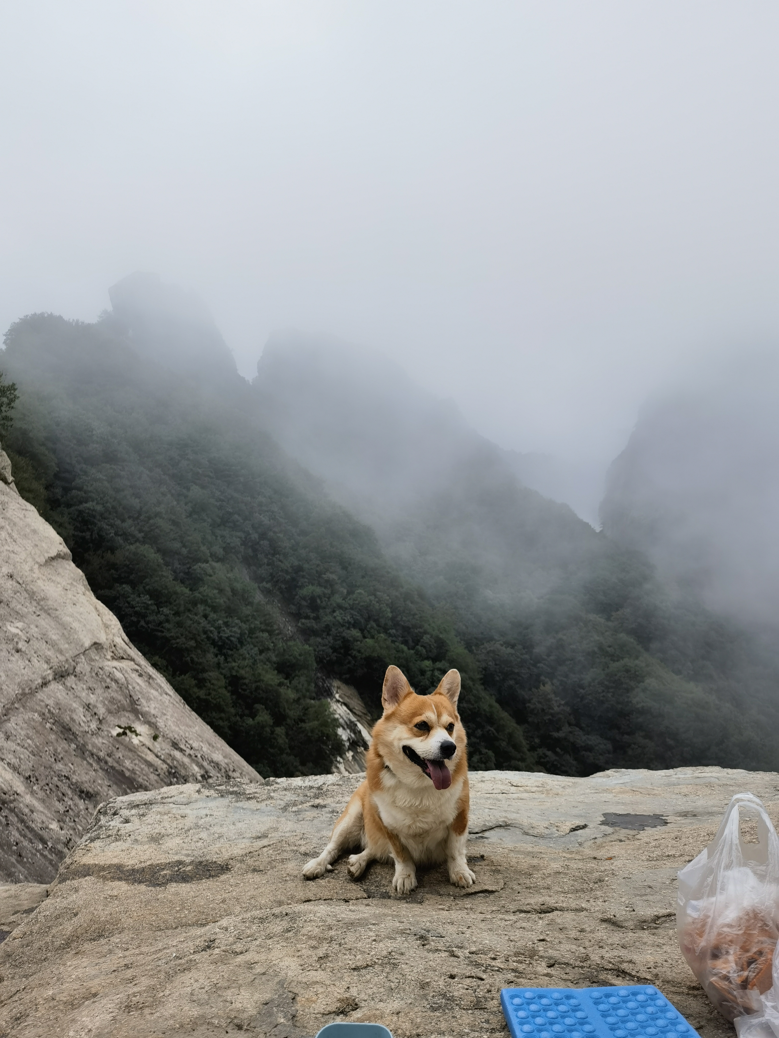 Have you learned how to help your dog live to the age of 20?