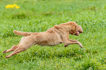 Outdoor recall training upgrade: 5 steps to prevent dogs from pretending to be deaf