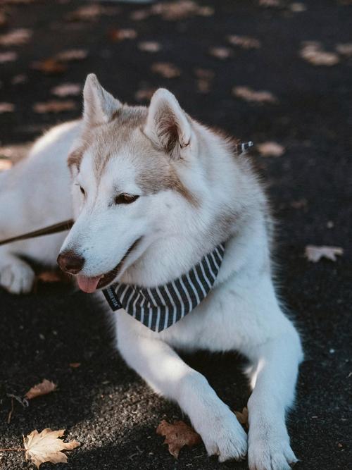 A walk that is more suitable for dogs should be arranged in this way