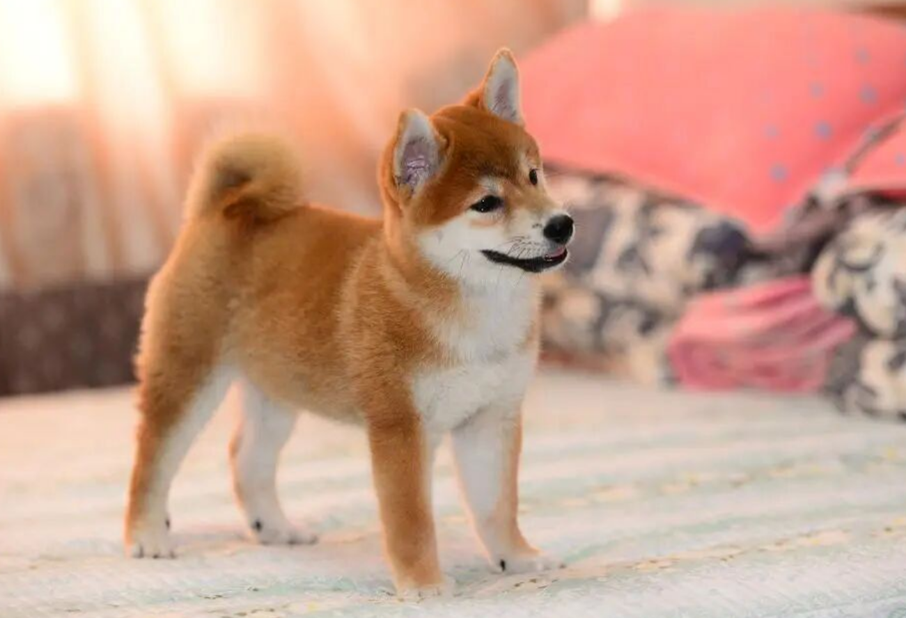 5 Dog Breeds Perfect for Lazy Owners!