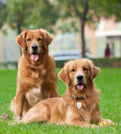 Do you need to prepare a dog ID card in advance?